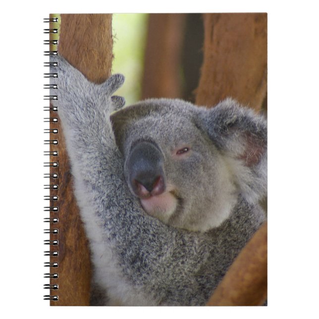 Cuaderno mimoso del oso de koala (Frente)