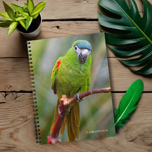 Cuaderno Mini Macaw de Hahn / Macaw de hombros rojos