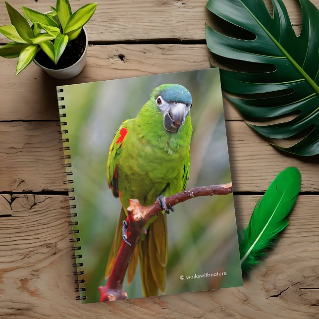 Cuaderno Mini Macaw de Hahn / Macaw de hombros rojos (Hahn's Red-Shouldered Mini Macaw Journal Cover Photo)