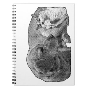 Cuaderno Minutos del rincón de paz