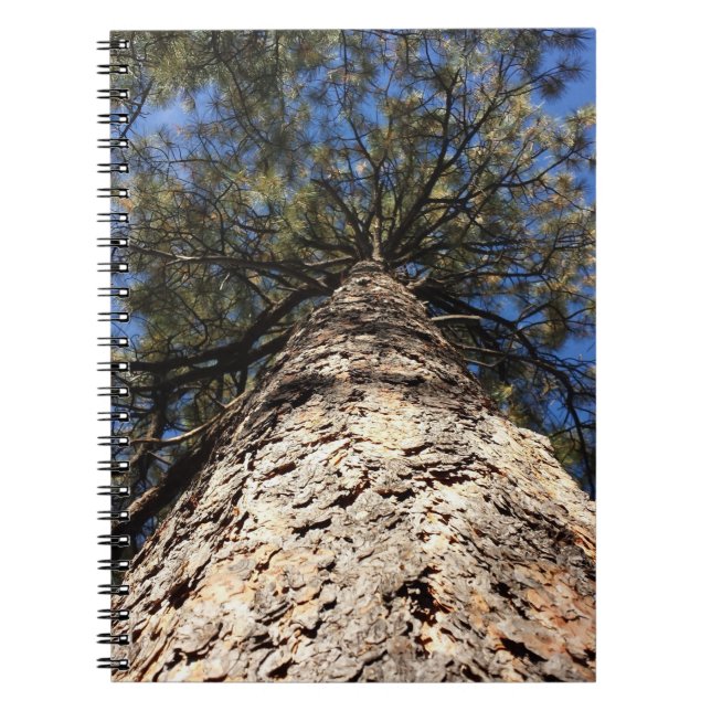 Cuaderno Mirando el cielo a través de Pine Boughs (Frente)