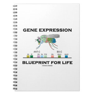 Cuaderno Modelo de la expresión génica para los genes de 