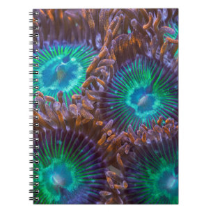 Cuaderno Modelo de Zoanthid