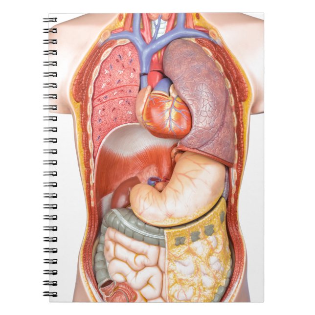 Cuaderno Modelo del cuerpo humano con los órganos aislados (Frente)