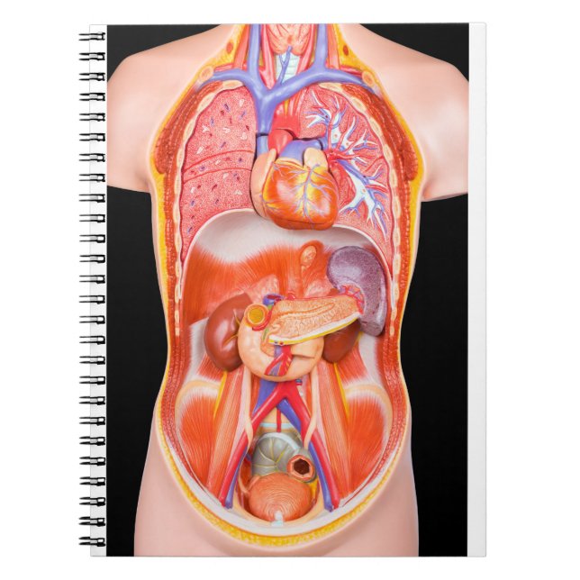 Cuaderno Modelo humano del torso con los órganos internos (Frente)