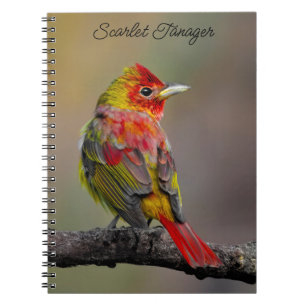 Cuaderno Moldura de Tanager de escarlata - Fotografía origi