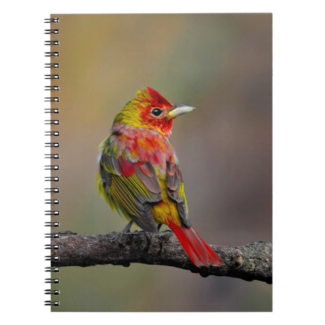 Cuaderno Moldura de Tanager de escarlata - Fotografía origi (Frente)