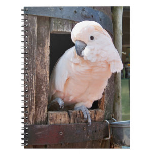 Cuaderno Moluccan Cockatoo