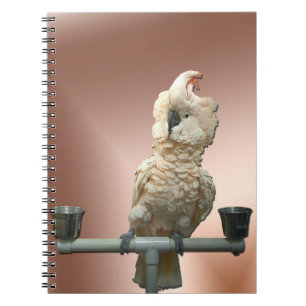 Cuaderno moluqueño del Cockatoo