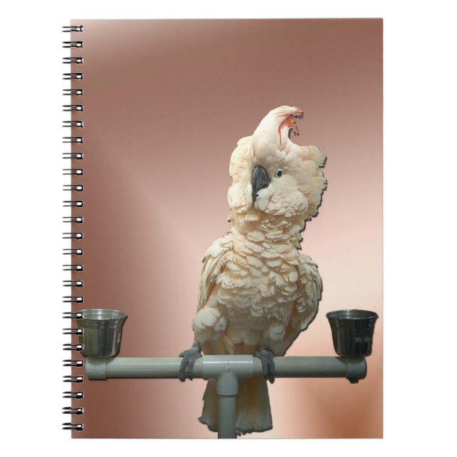 Cuaderno moluqueño del Cockatoo (Frente)