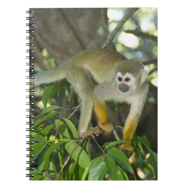Cuaderno Mono ardilla común, (Saimiri sciureus), Río (Frente)