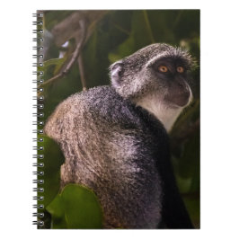 Cuaderno Mono azul, Zanzíbar