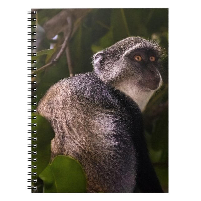 Cuaderno Mono azul, Zanzíbar (Frente)