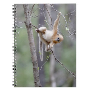 Cuaderno Mono de nariz desnuda dorada en ramas de árboles