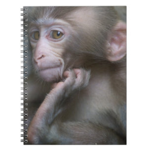 Cuaderno Mono del bebé