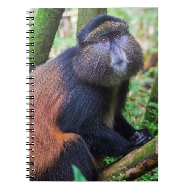 Cuaderno Mono Dorado, Ruanda (Frente)