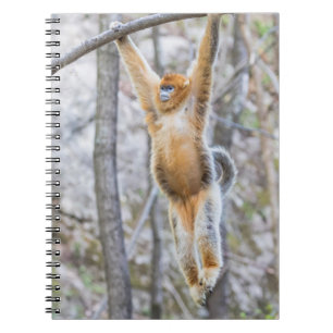 Cuaderno Mono narigudo dorado columpiándose en una rama