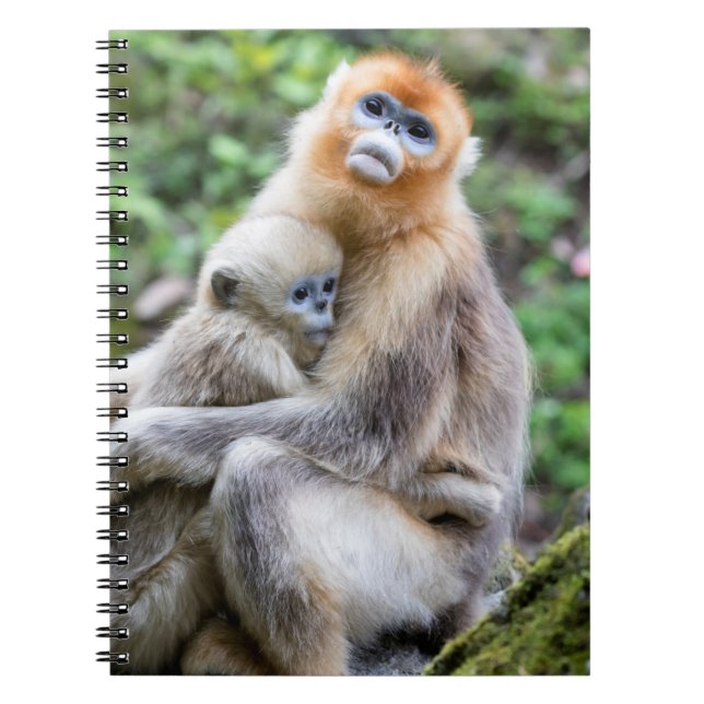 Cuaderno Mono Nariz Chata Dorado con Bebé (Frente)