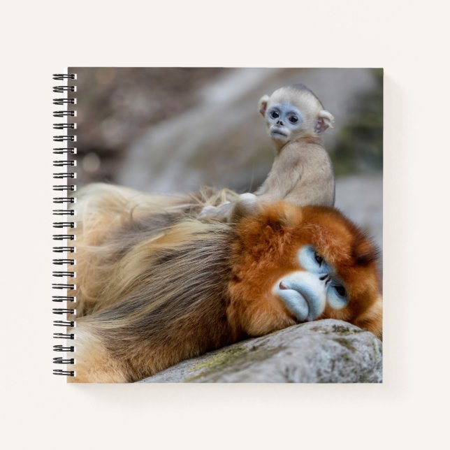 Cuaderno Mono Nariz Chata Dorado Padre con Bebé (Anverso)