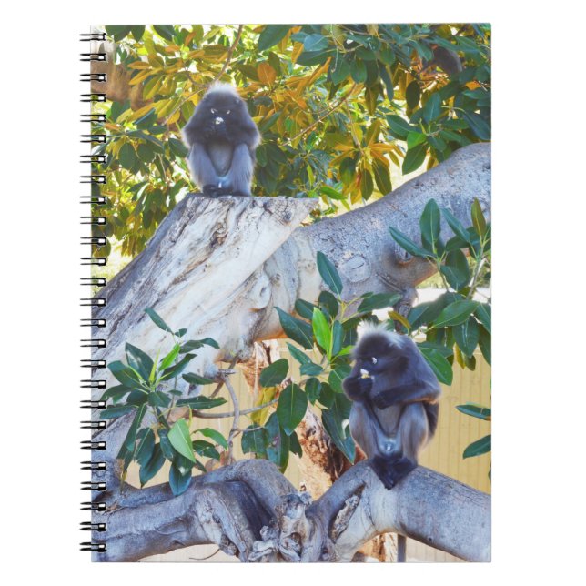 Cuaderno Monos de Langur Negro comiendo, bloc de notas (Frente)