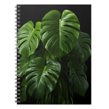 Monstera Deliciosa de fondo negro