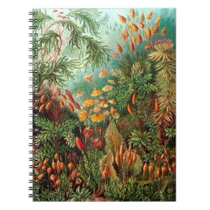 Cuaderno Moss (Muscinae) de Haeckel