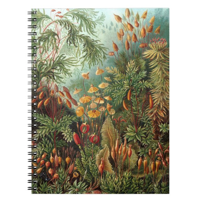 Cuaderno Moss (Muscinae) de Haeckel (Frente)