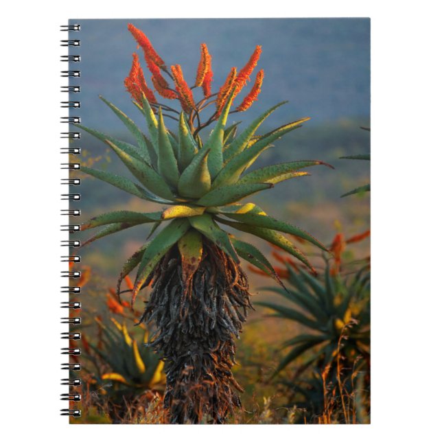 Cuaderno Mountain Aloe (Aloe Marlothii Berger) 2 (Frente)