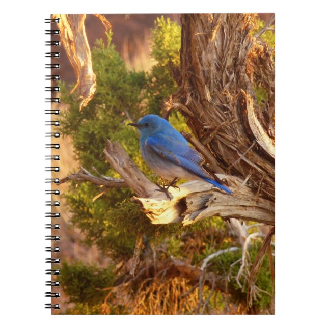 Cuaderno Mountain Bluebird at Arches National Park (Frente)