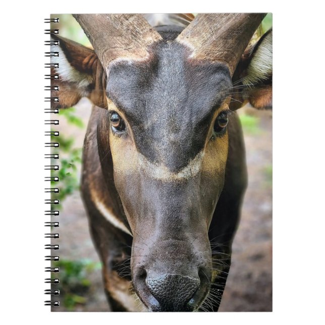 Cuaderno Mountain Bongo Antelope (Frente)