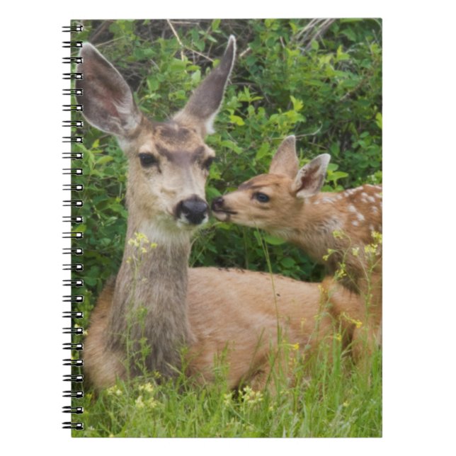 Cuaderno Mule Deer Doe con Fawn (Frente)