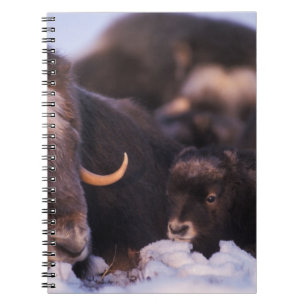 Cuaderno muskox, Ovibos moschatus, vaca con recién nacido,