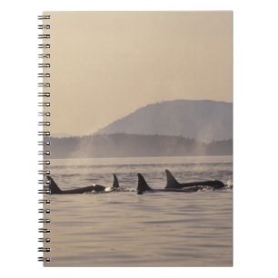 Cuaderno N.A., EE.UU., Washington, Islas San Juan Orca