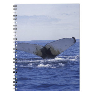 Cuaderno NA, Canadá, Terranova, bahía de Trinity. Yubarta