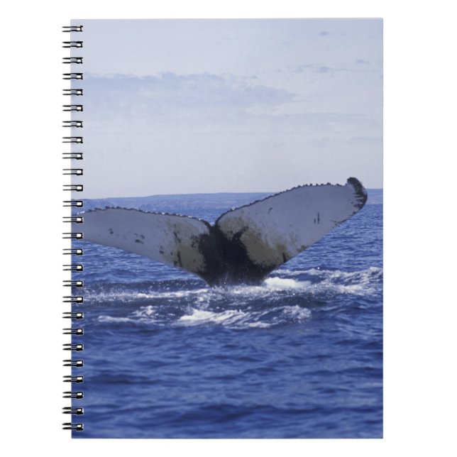 Cuaderno NA, Canadá, Terranova, bahía de Trinity. Yubarta (Frente)