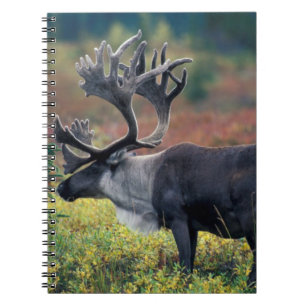 Cuaderno NA, EE. UU., Alaska, Denali NP, Caribú macho 3