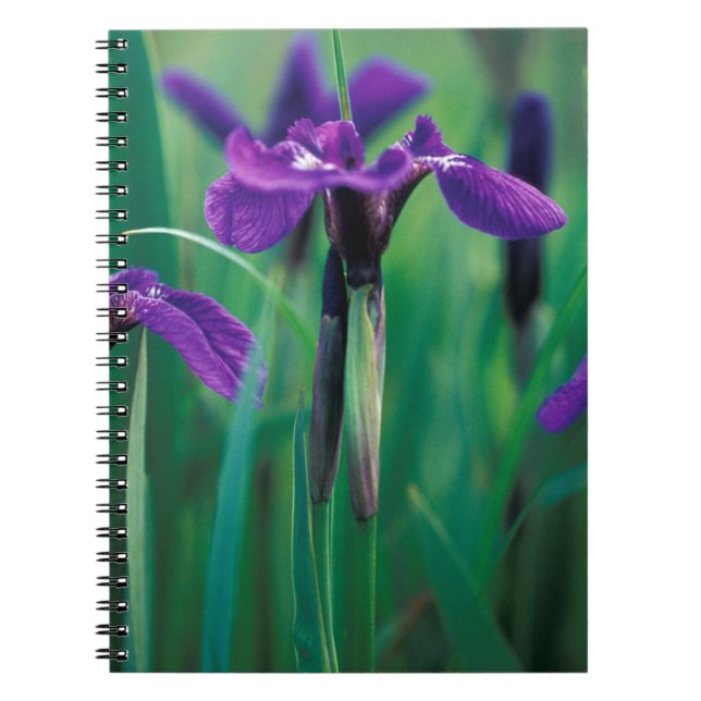 Cuaderno NA, EE. UU., Alaska, isla Knight, lirio silvestre (Frente)