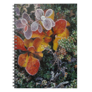 Cuaderno NA, EE.UU., Alaska. Parque Nacional Denali. Bearbe