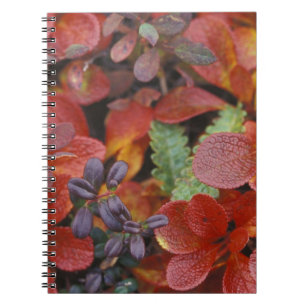 Cuaderno NA, EE. UU., Alaska. Parque Nacional Denali. Gayub