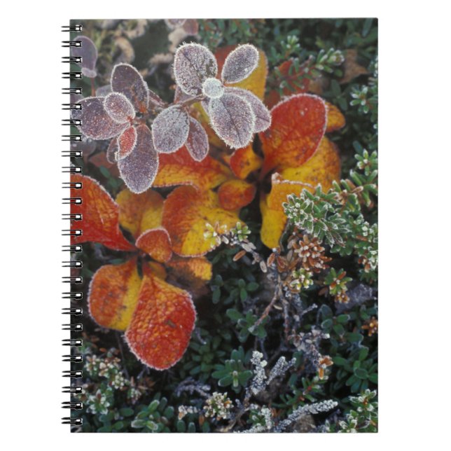 Cuaderno NA, EE. UU., Alaska. Parque Nacional Denali. Gayub (Frente)