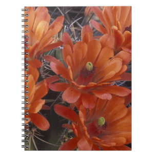Cuaderno NA, EE. UU., Arizona, San Xavier. Cactus Copa de C