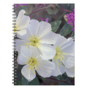 Cuaderno NA, EE. UU., California, Anza Borrego Desert State