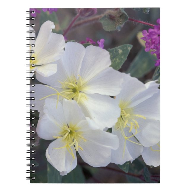 Cuaderno NA, EE. UU., California, Anza Borrego Desert State (Frente)