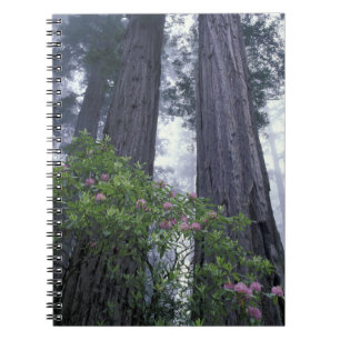 Cuaderno NA, EE. UU., California. Parque Estatal Costa Del 