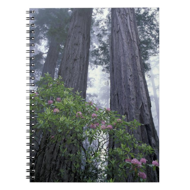 Cuaderno NA, EE. UU., California. Parque Estatal Costa Del  (Frente)