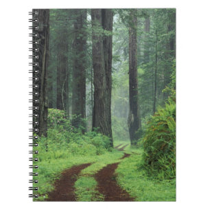 Cuaderno NA, EE. UU., California. Parque estatal Del Norte