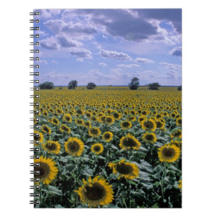 Cuaderno NA, EE. UU., Kansas, cultivo de girasol