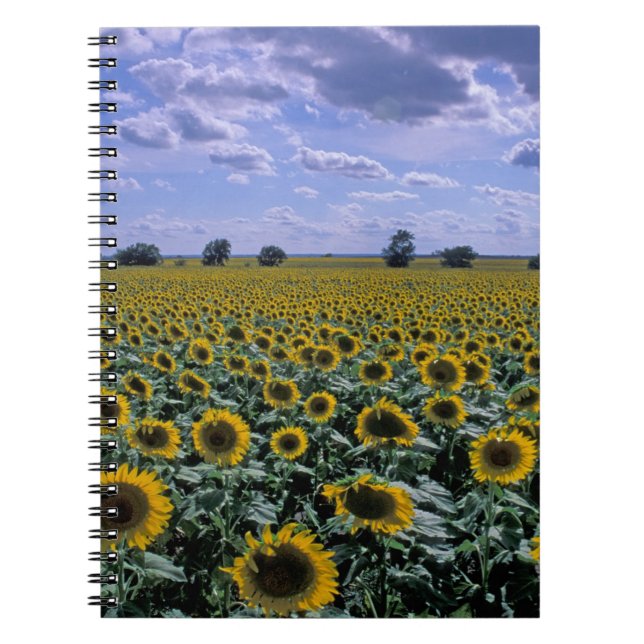 Cuaderno NA, EE. UU., Kansas, cultivo de girasol (Frente)