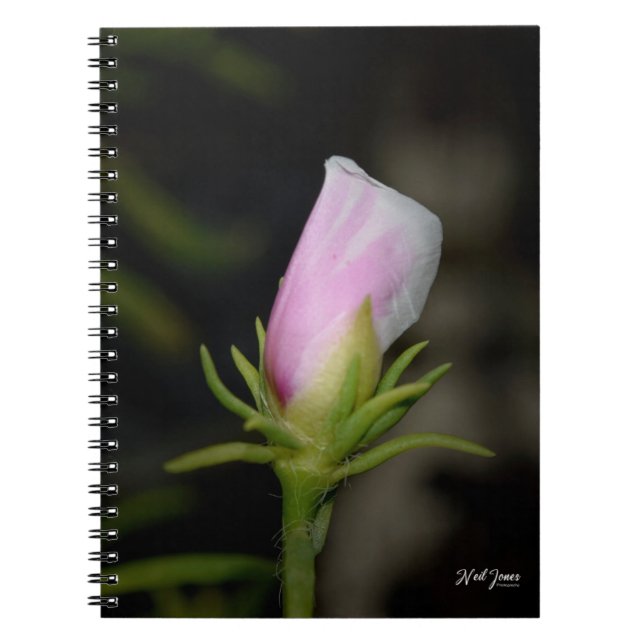 Cuaderno Nacimiento de un bloc de notas Rosa (Frente)