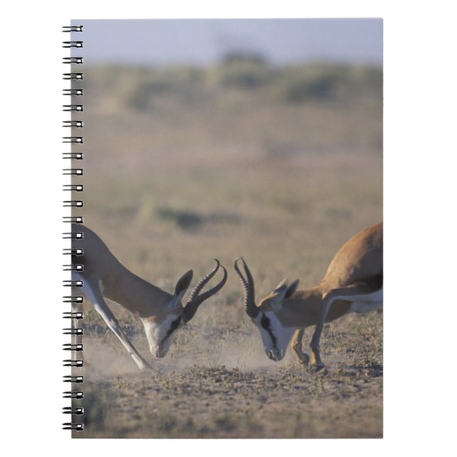 Cuaderno Namibia, Parque Nacional Etosha, Dos machos (Frente)